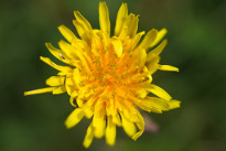 A yellow dandelion