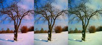 Three versions of a tree in the middle of a snow field show the results of relying on an inaccurate monitor profile.